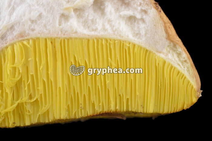 Sporophore de Bolet montrant les tubes sporifères en CL (Boletus edulis) - gryphea.com